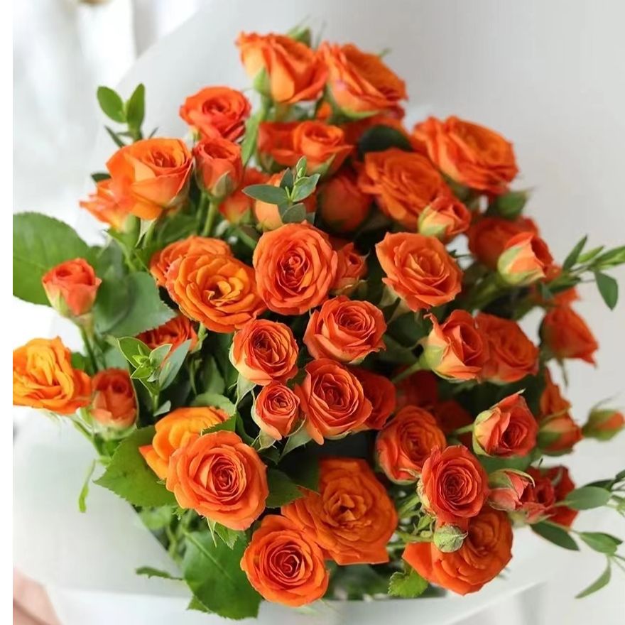 【买一送一】小头橙芭比泡泡10支 多头玫瑰 云南基地鲜花基地直发