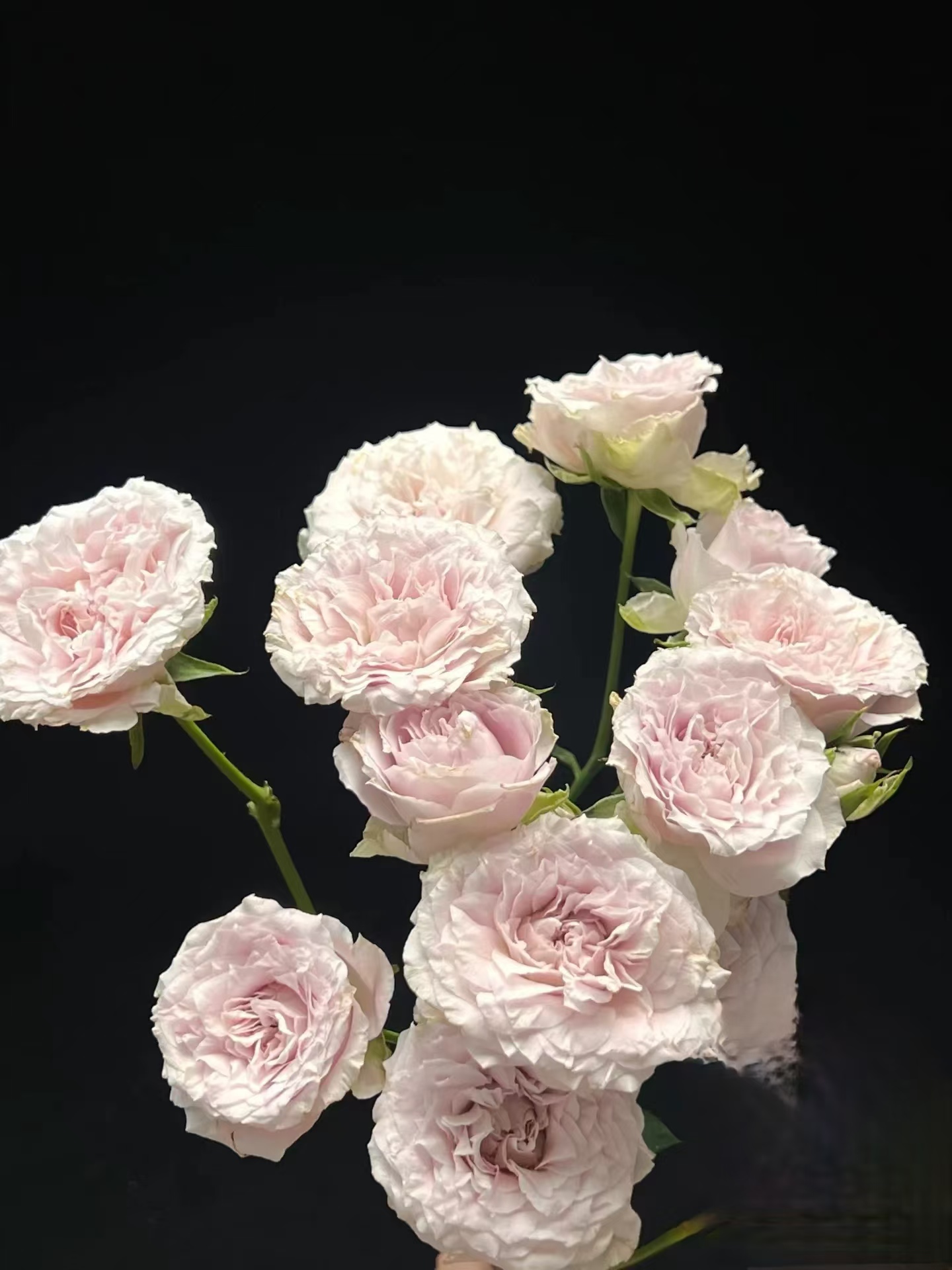 小头仙女罗拉泡泡10支 多头玫瑰   云南基地鲜花 直发