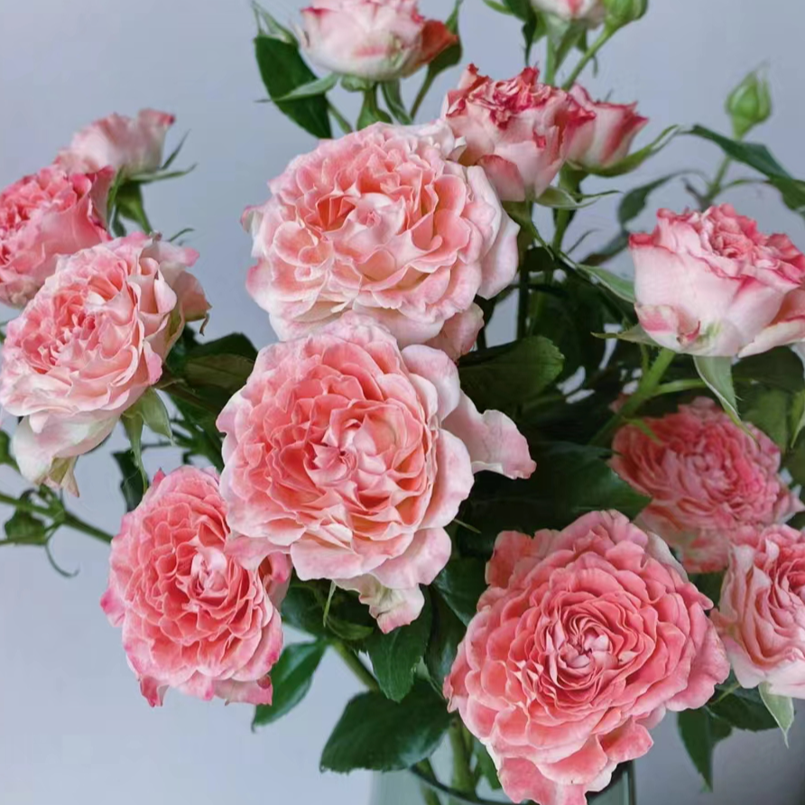 【买一送一】小头小仙女泡泡10支 多头玫瑰 云南基地鲜花  直发