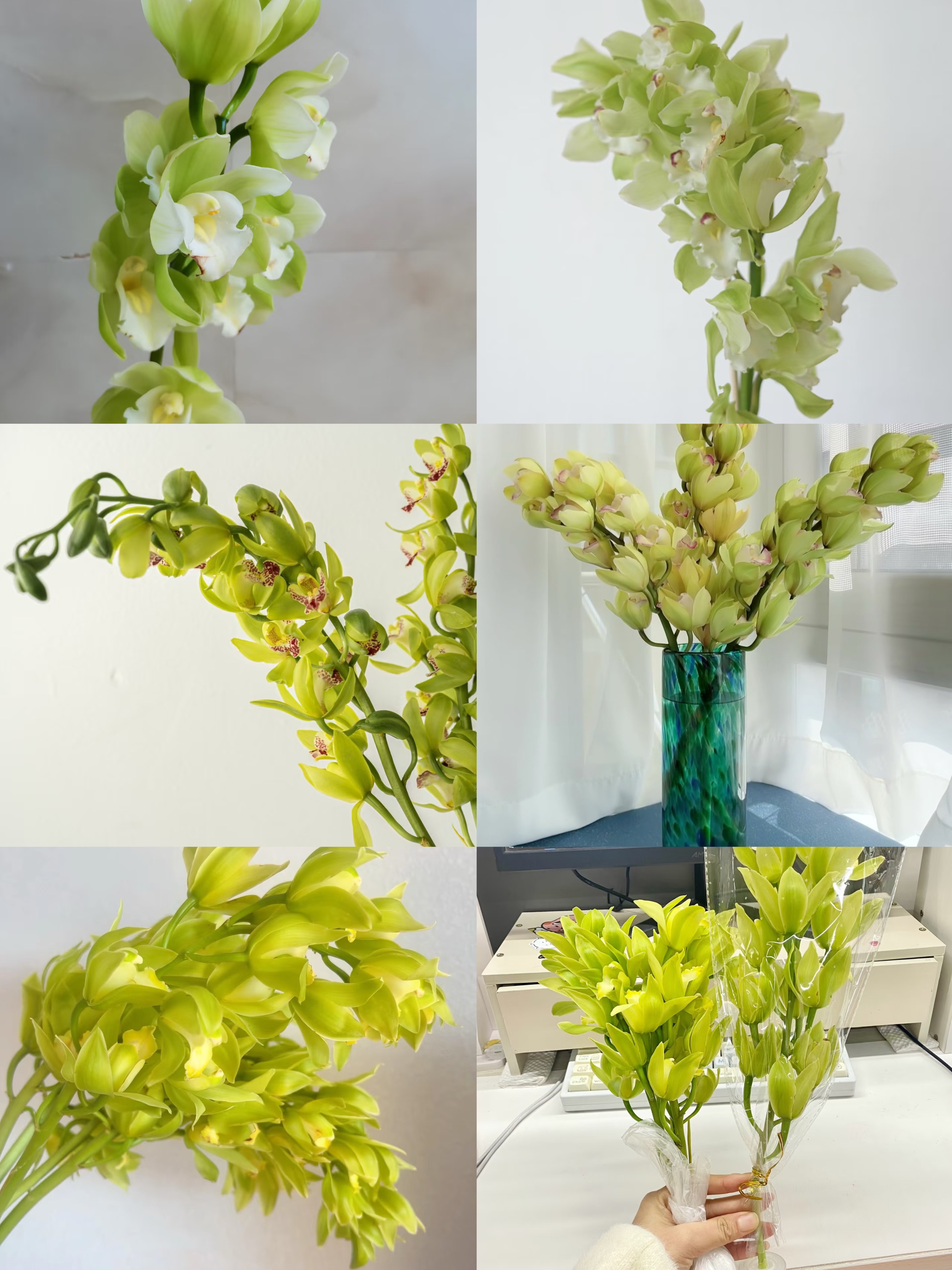 绿色系大花蕙兰一支  年宵花 花期长 云南基地直发   鲜花水养