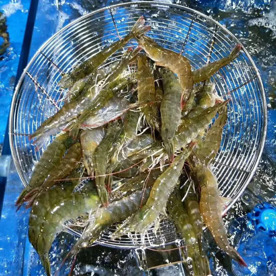 大号活青岛对虾 1斤