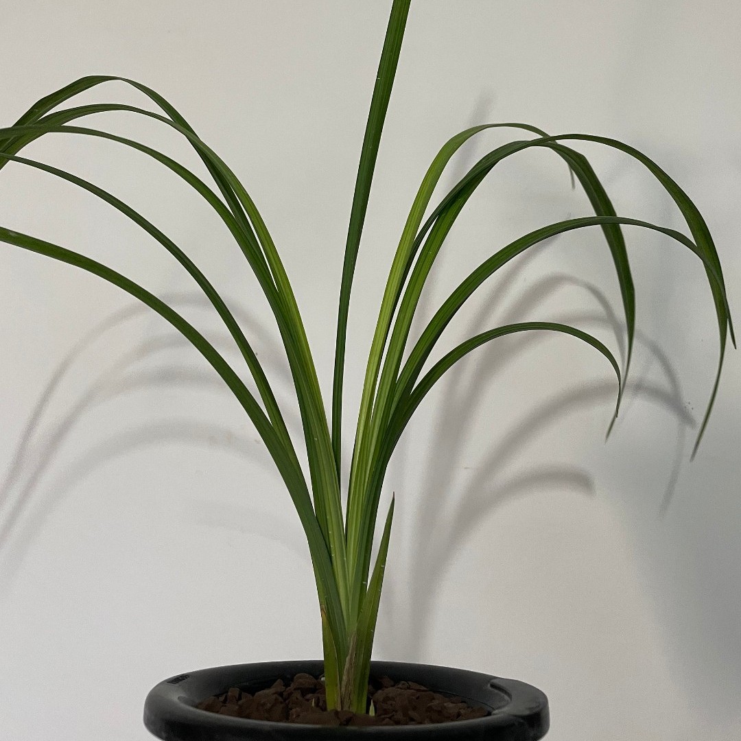 【直播专用 100米-200米小黄车一物一拍 贵州春兰惠兰春剑送春秋枝