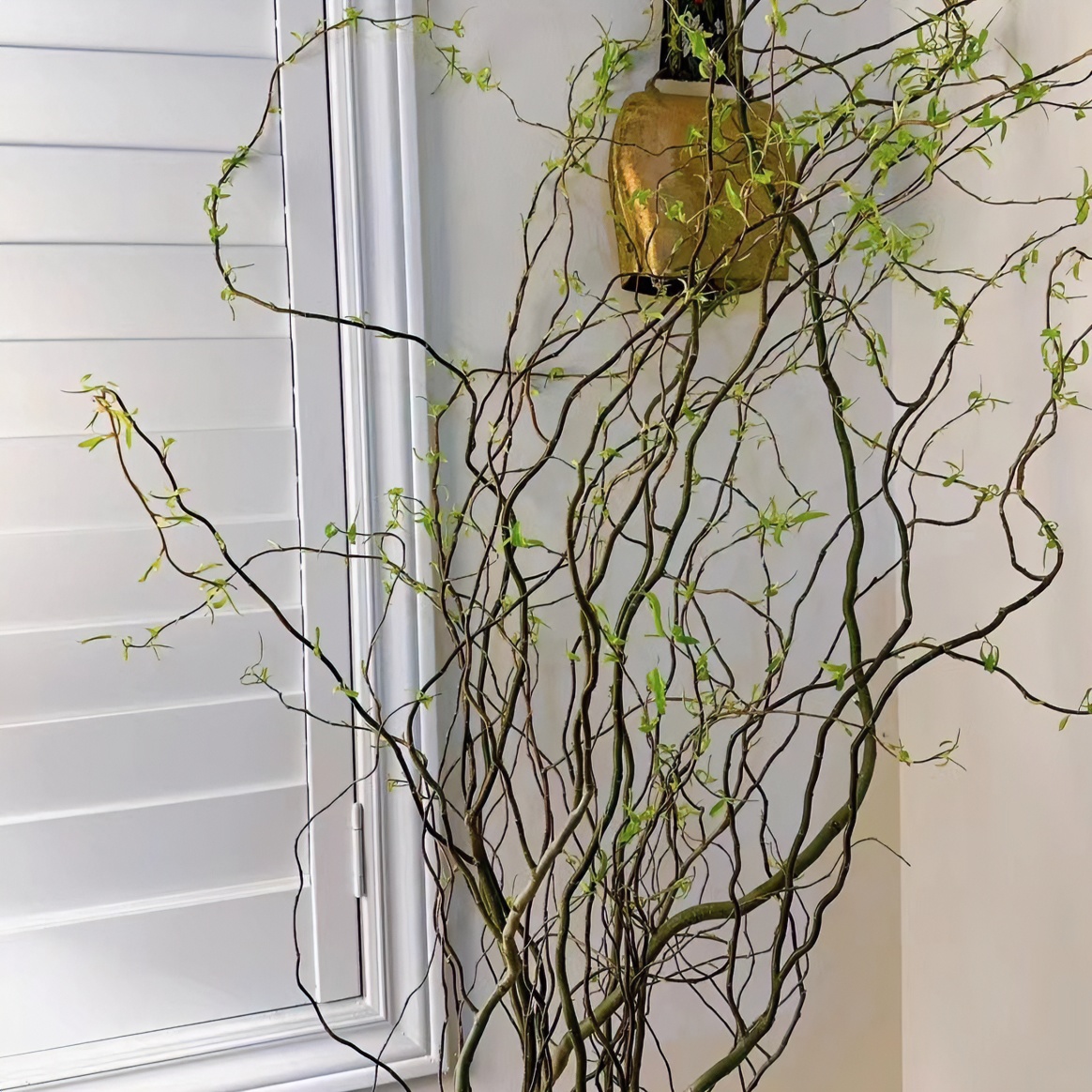 进口稀有龙柳鲜切易活观叶绿植客厅插花家居装饰云南直发绿色成活