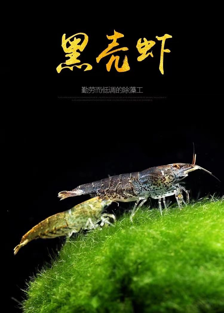 除藻吃垃圾工具鱼金苔鼠鱼黑壳虾除藻虾乌龟龙玉开口发色饲料鱼虾