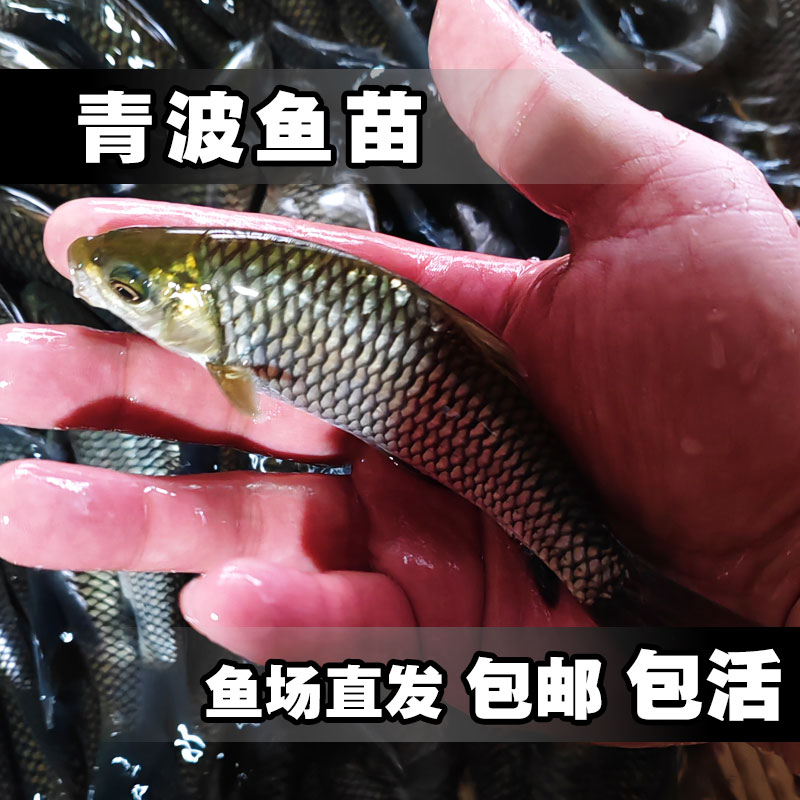 鲜活鱼苗淡水青波中华倒刺鲃品质好成活率高清洁可观赏可食用鱼