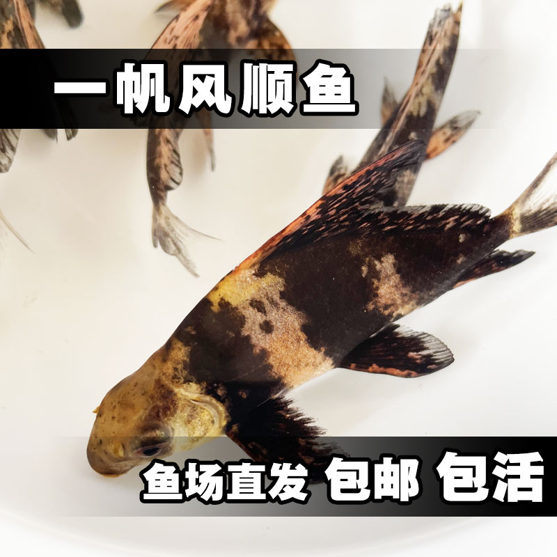 鲜活淡水胭脂一帆风顺鱼美人鱼包邮包活