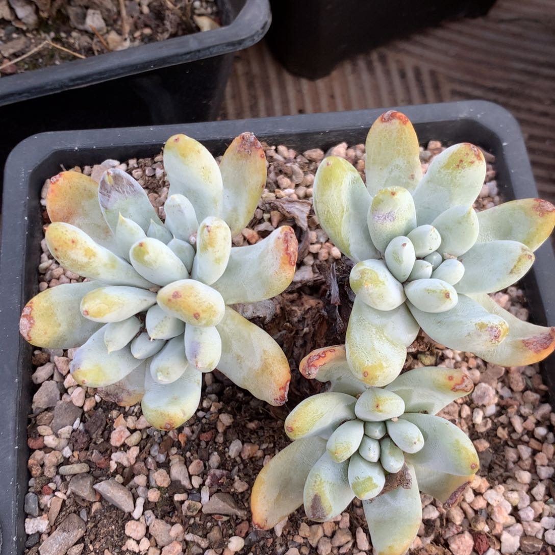 四头高桩拇指058