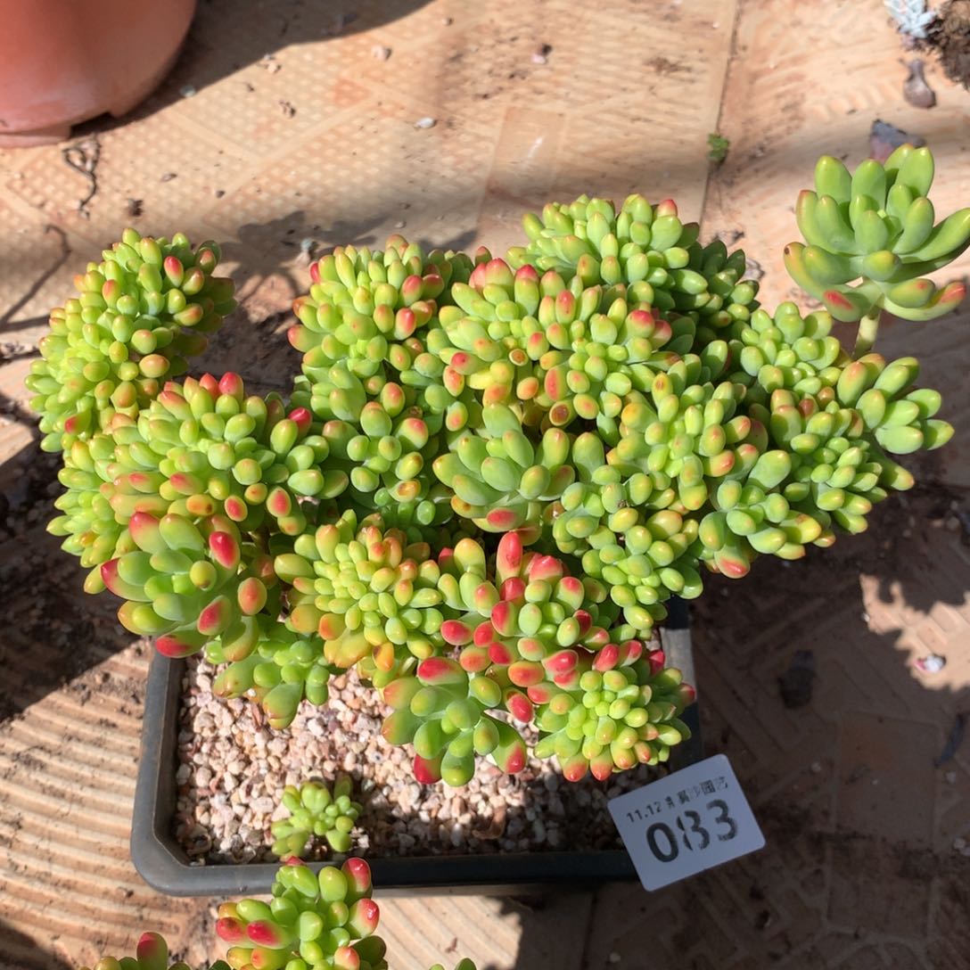 追****^春萌缀化083多肉