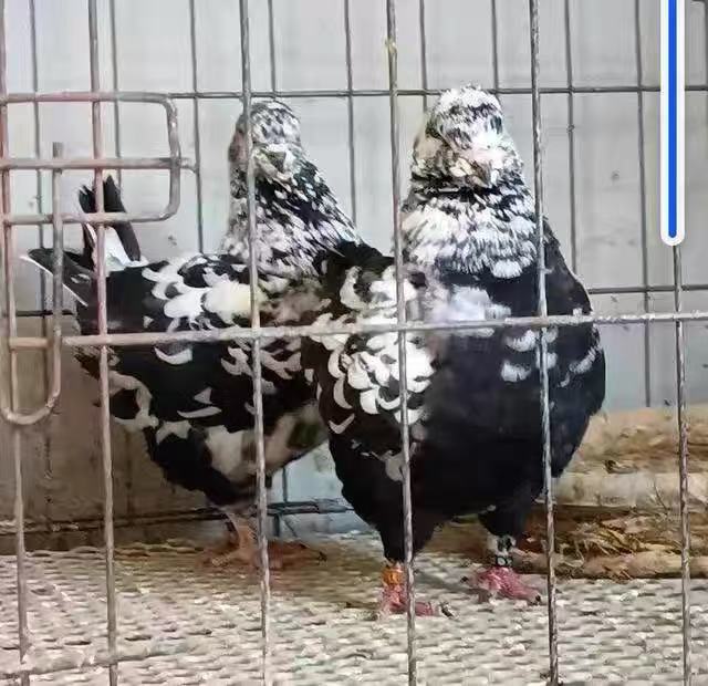 鸽子笼鸽子直播专属链接，以直播为准