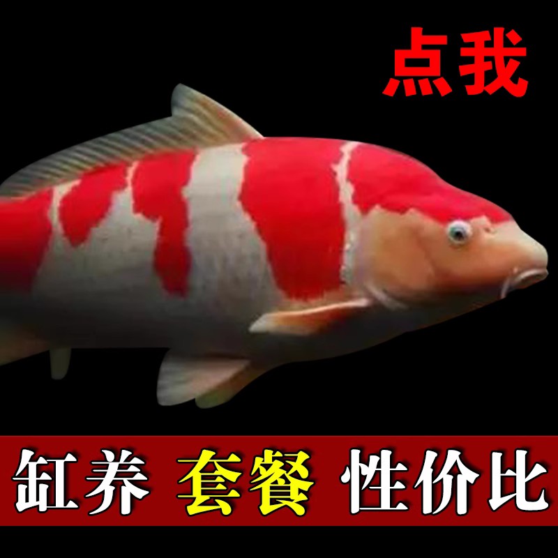 纯种日本进口活鱼观赏鱼活体冷水鱼淡水红白大正昭和三色丹顶鱼苗