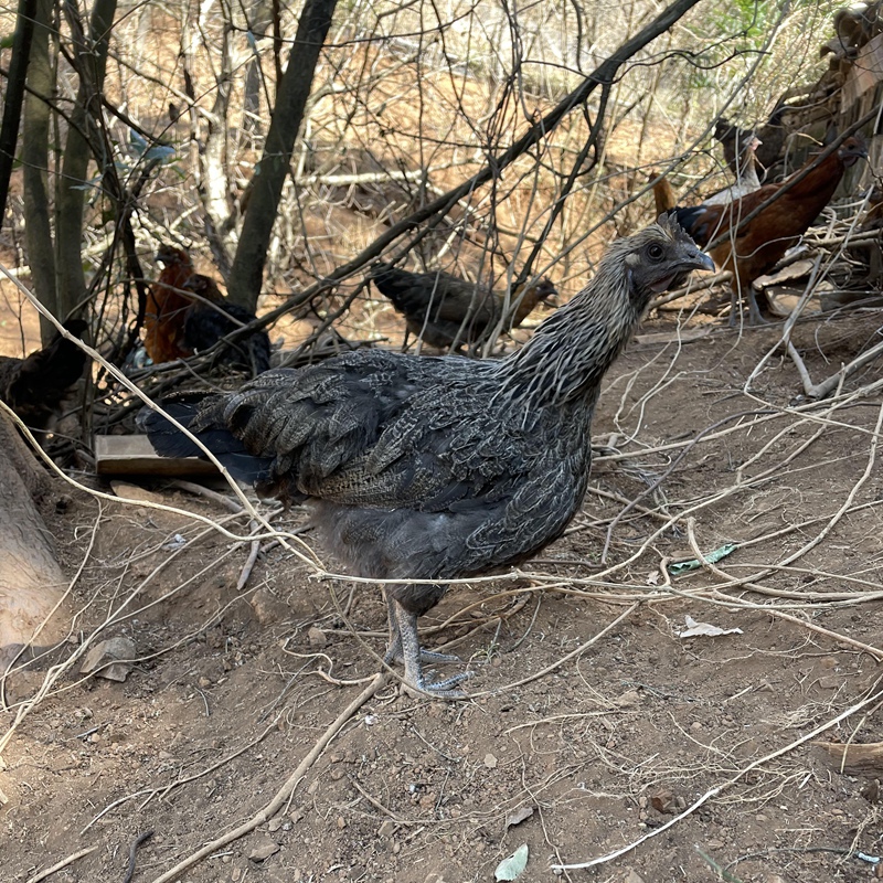 新鲜现杀正宗土鸡农家散养云南土鸡老母鸡月子鸡一物一拍1.6公斤