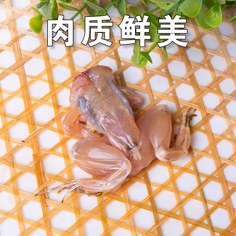 特大炮头蛙兴化梦水乡稻蛙青蛙田鸡麻拐现抓活蛙