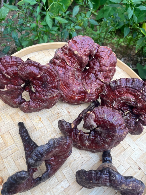 【小华专属】龙～血～菌 净含量250g一500g