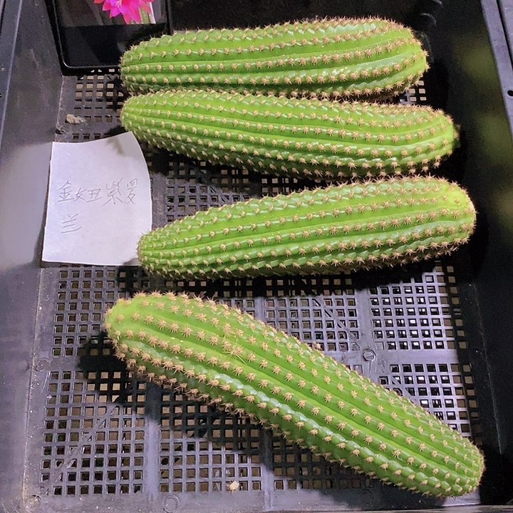 金妞紫罗兰/侧芽歪20包邮/