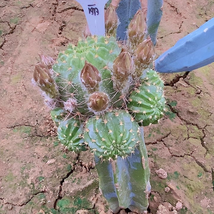 丽56 /脱土脱盆20包邮/