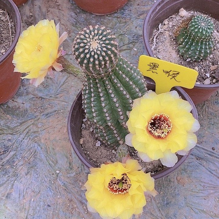 细**声黑喉/脱土脱盆20包邮/