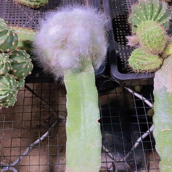 丽 雪原玉翁/脱土脱盆20包邮/
