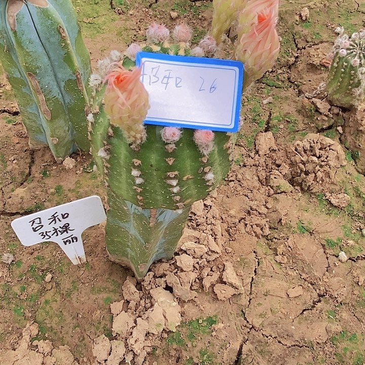 召和/脱土脱盆20包邮/26