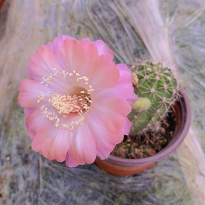 丽 PK-2/侧芽歪20包邮/1