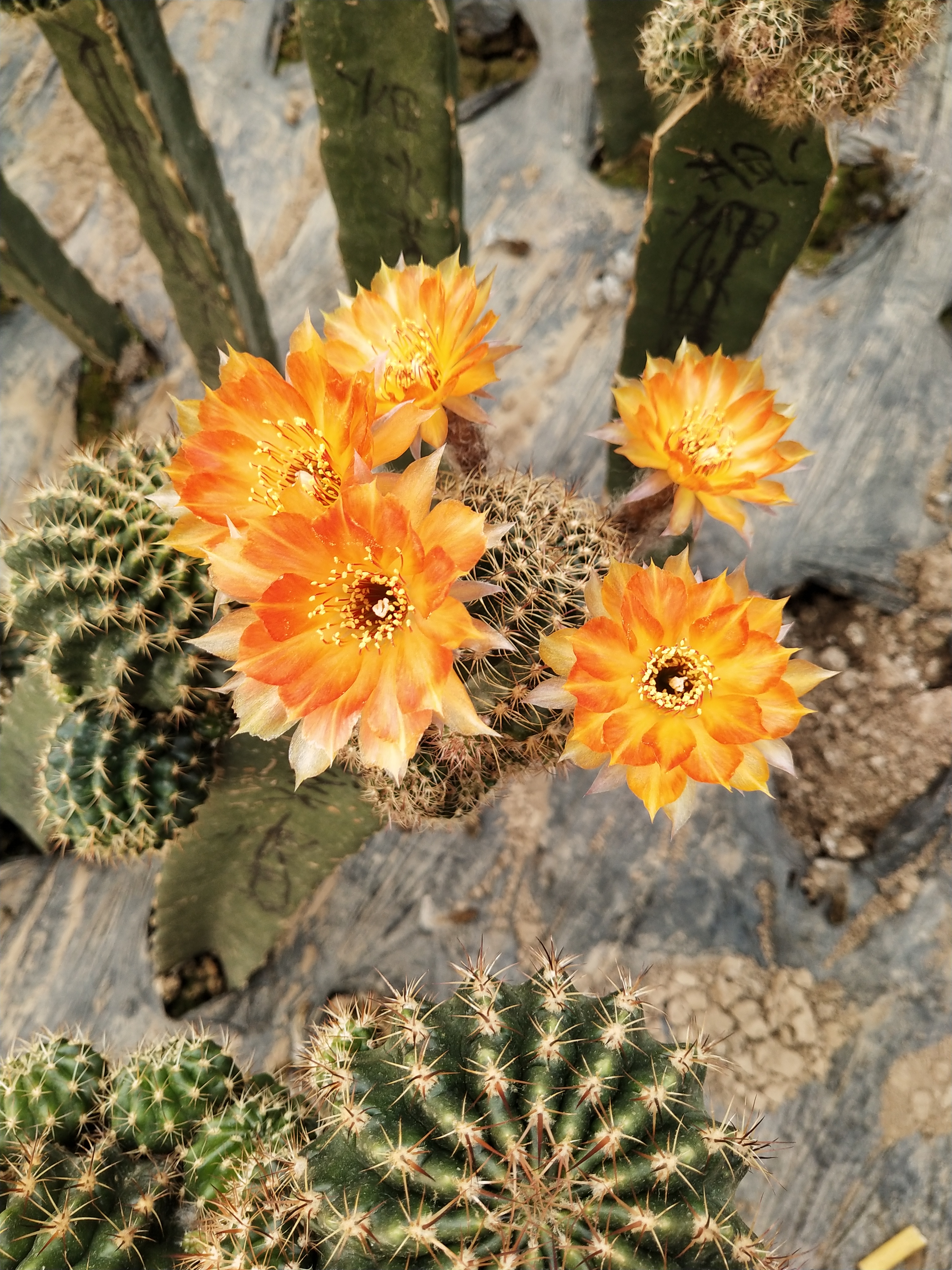 丽花系 无花色盲拍带柱子无根发货