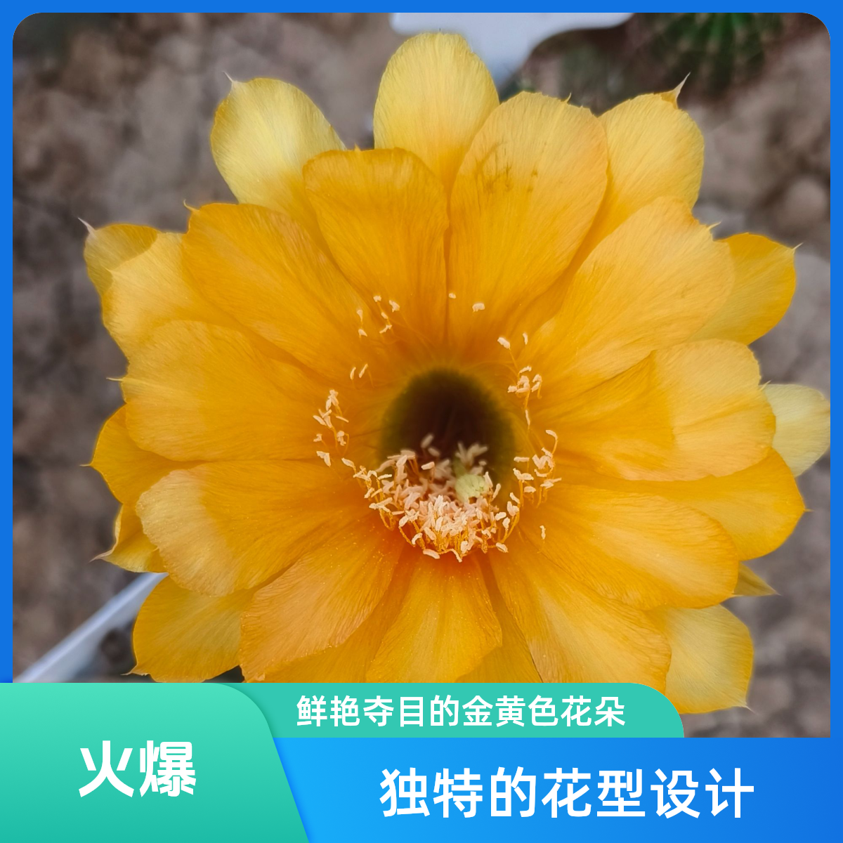 彩草 惜别无根歪侧芽（20包邮）