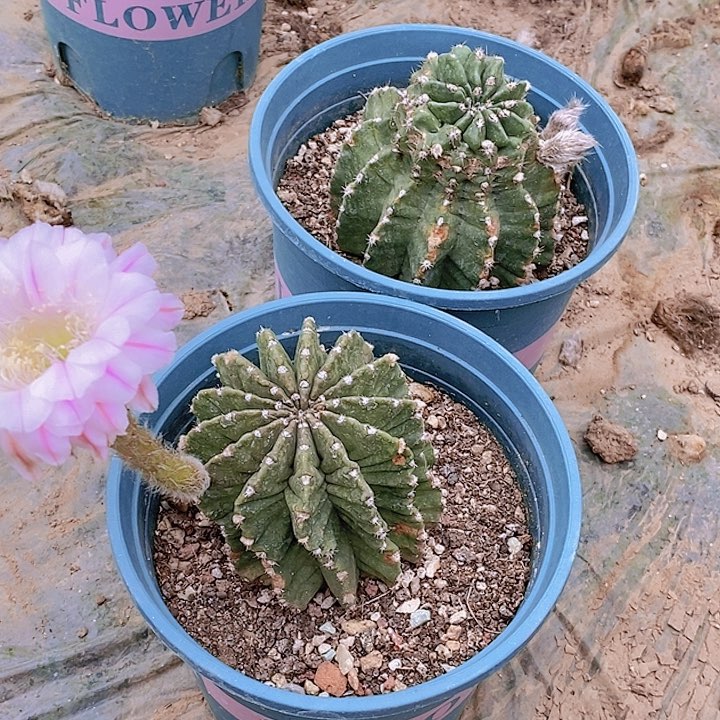 一路莲花 /脱土脱盆20包邮/