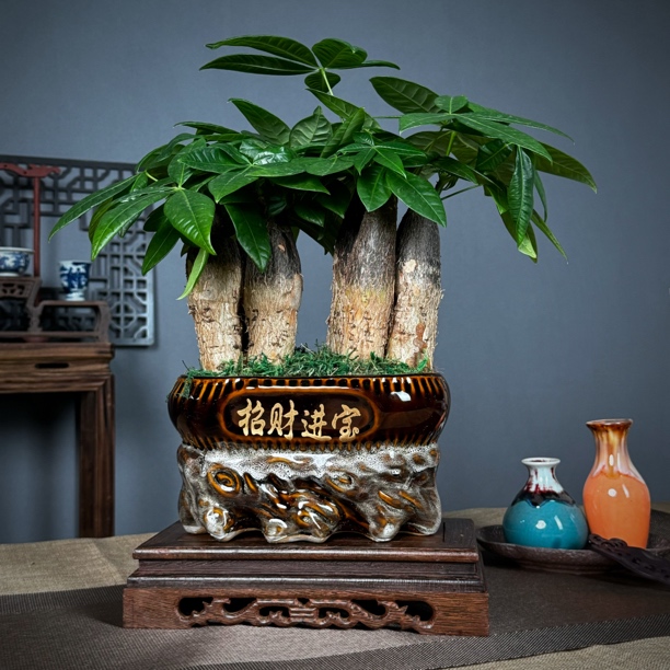 【6杆】A+级发财树招财进宝有钱树精选复古高端陶瓷盆室内名盆景