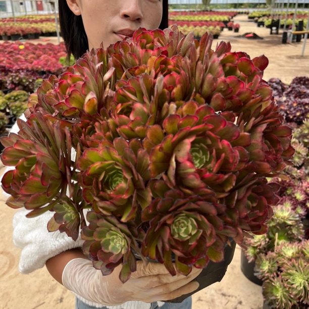 烟花法师大群生 多肉植物
