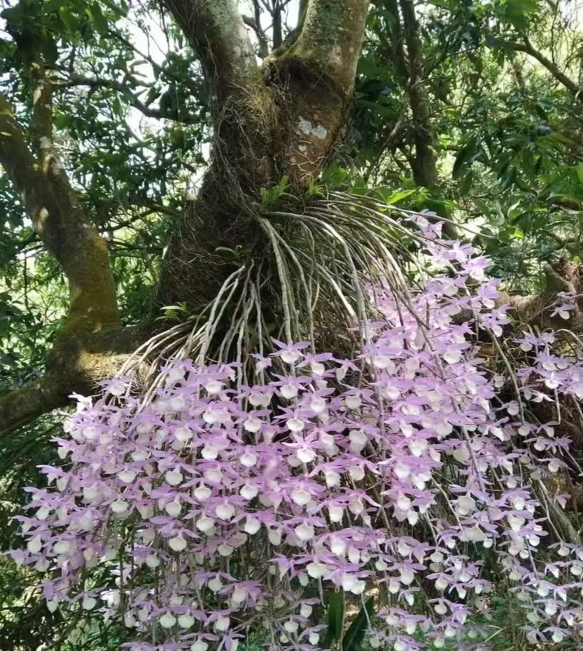 石斛兰 一物一拍 