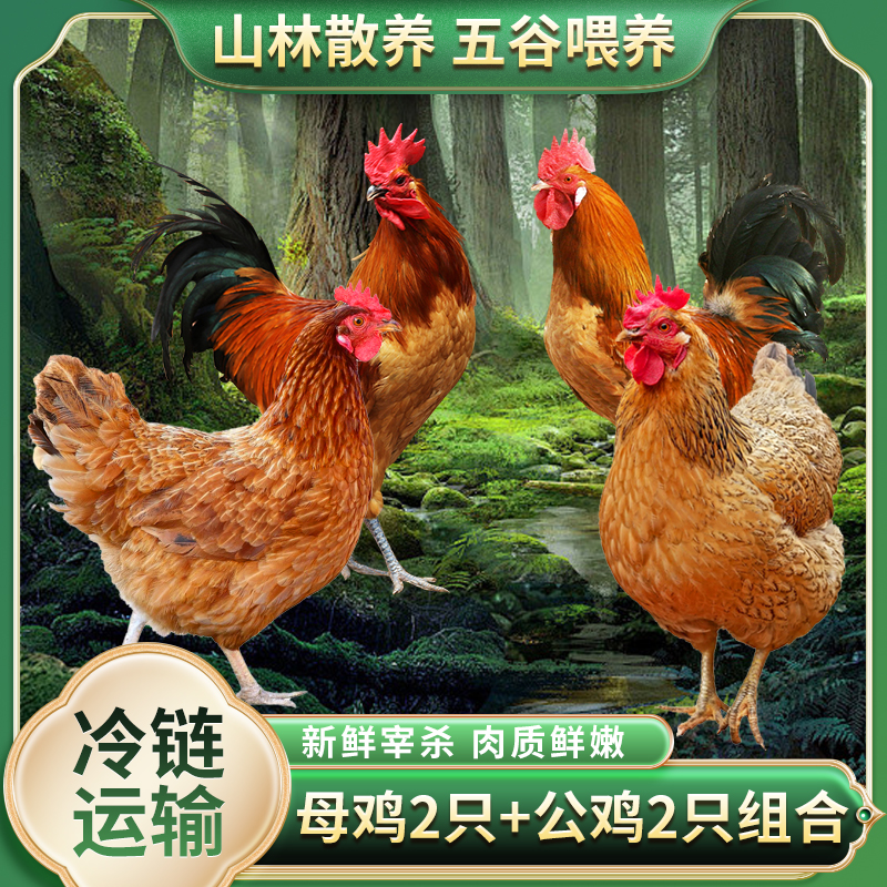 【2只老母鸡+2只公鸡 】母鸡公鸡组合装四只毛重13斤多净重8斤多