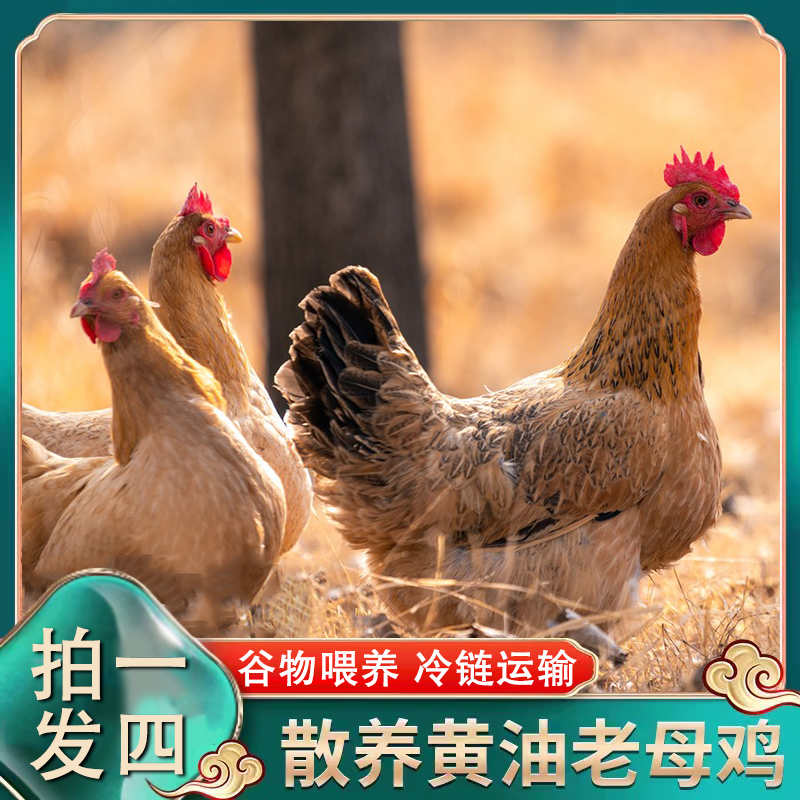 【4只土老母鸡】放养黄油土老母鸡4只带内脏毛重13斤多净重8-9斤