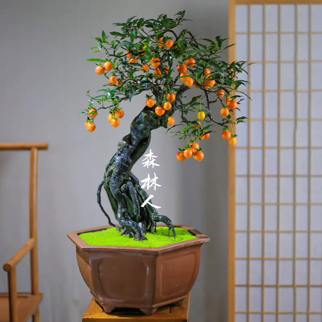 金弹子各种品种桩，拍品付米链接，品种型态尺寸以直播间实物为准