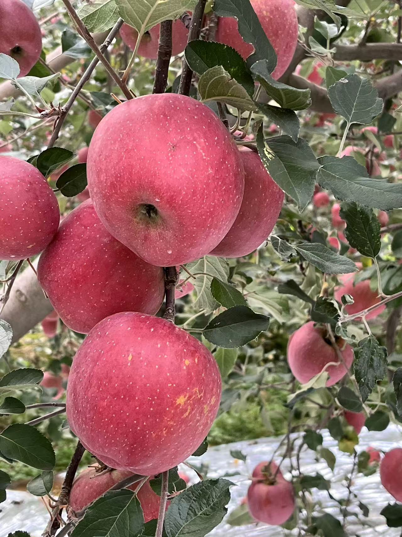 宝宝福利果（连皮吃）