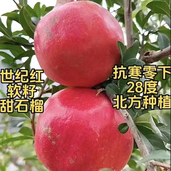 大果纯甜蒙阳红石榴苗
