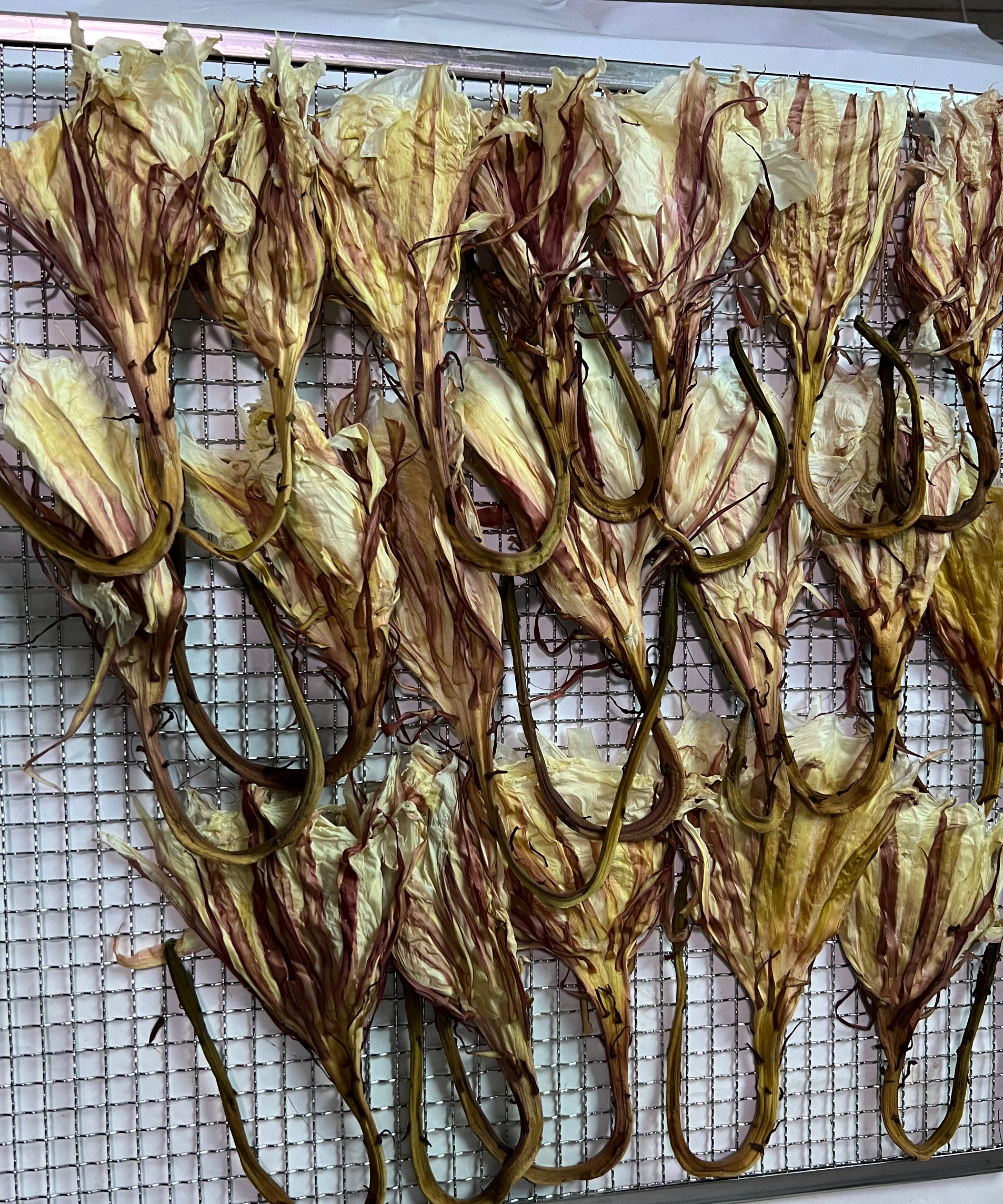 昙花干花，两罐30朵，