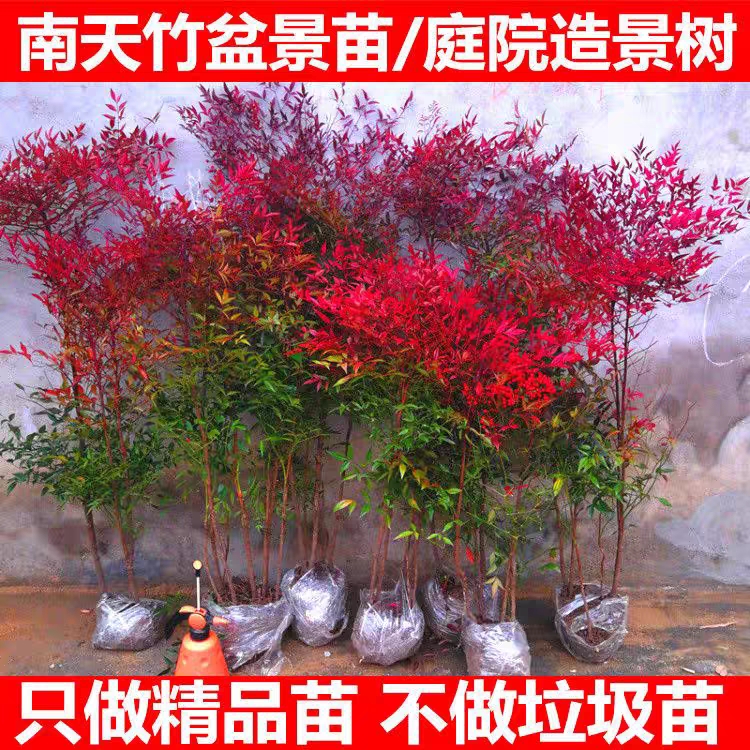 南天竹苗盆栽红天竺花苗火焰南天竹盆栽盆景绿化植物红叶植物耐寒
