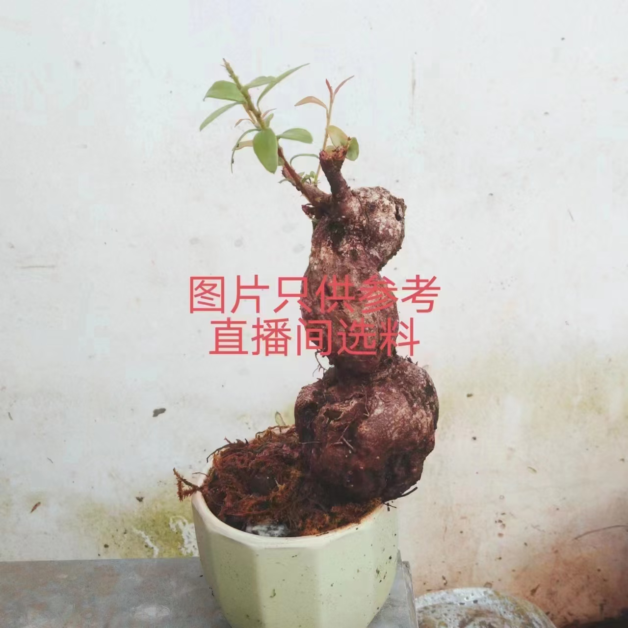 米叶红花五翅梅，树萝卜，吊金钟