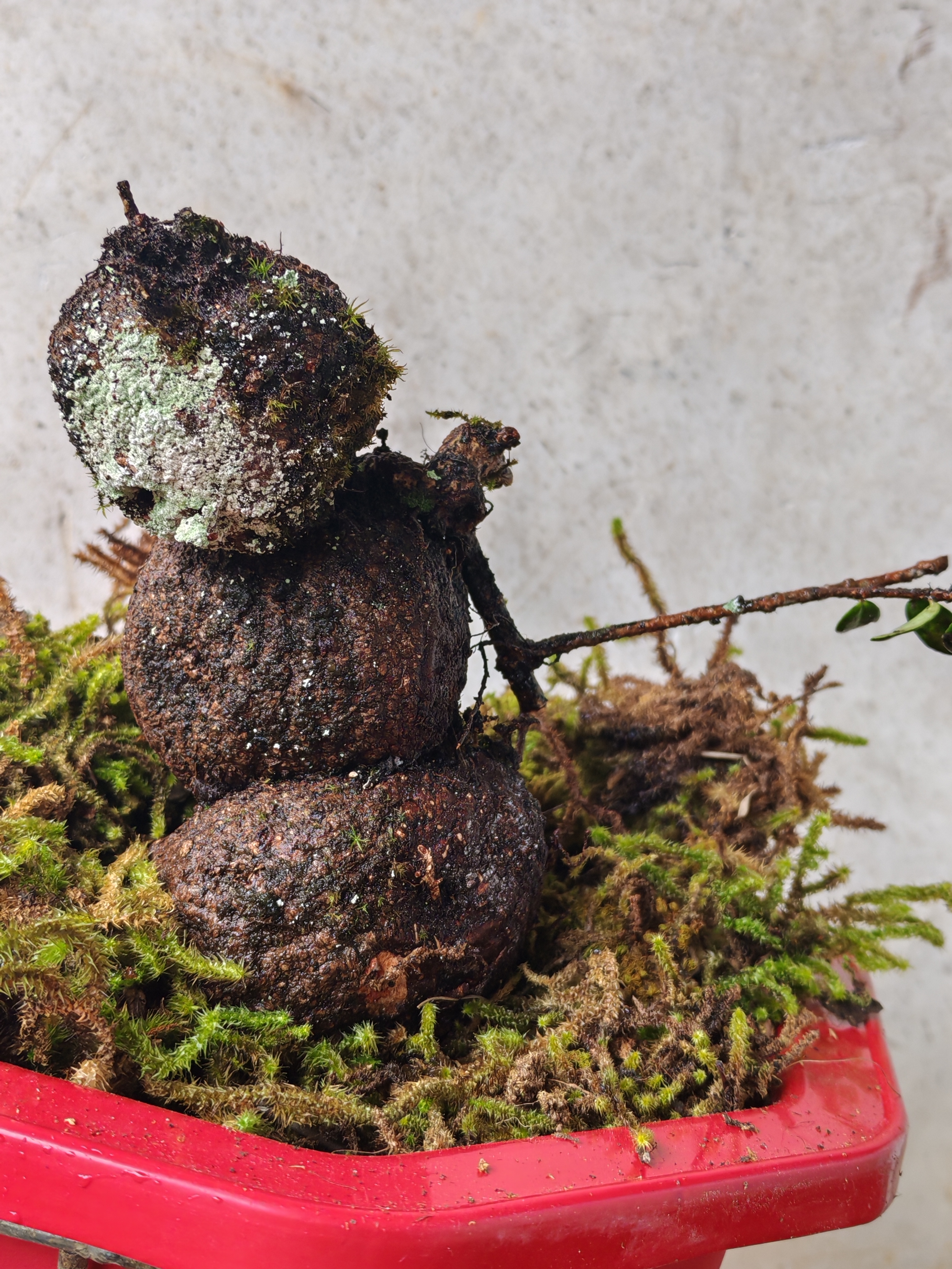 云南网红树萝卜，又名吊金钟，米叶红花五翅梅