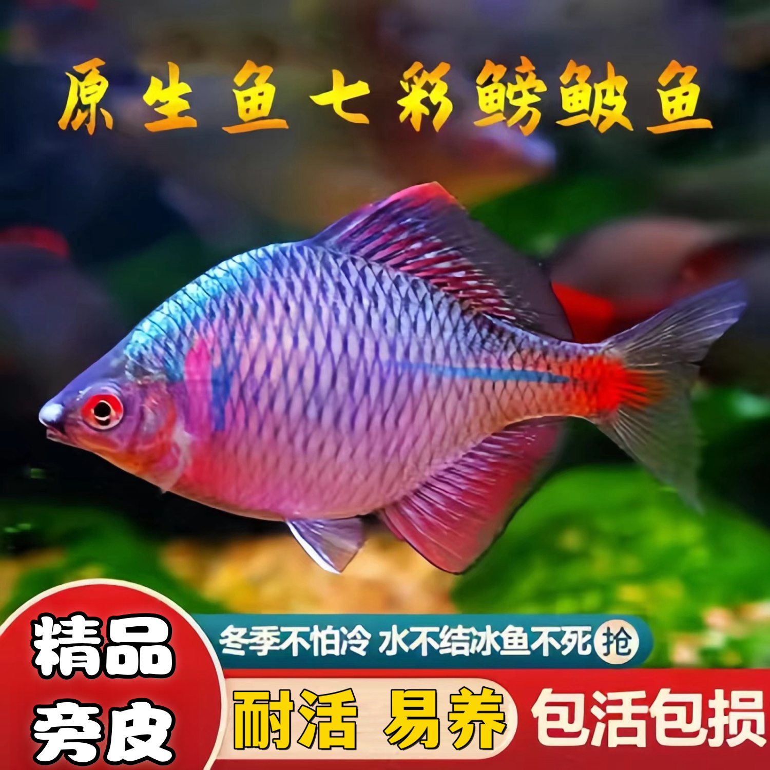高体鳑鲏鱼淡水鱼七彩旁皮鱼冷水群游好养活