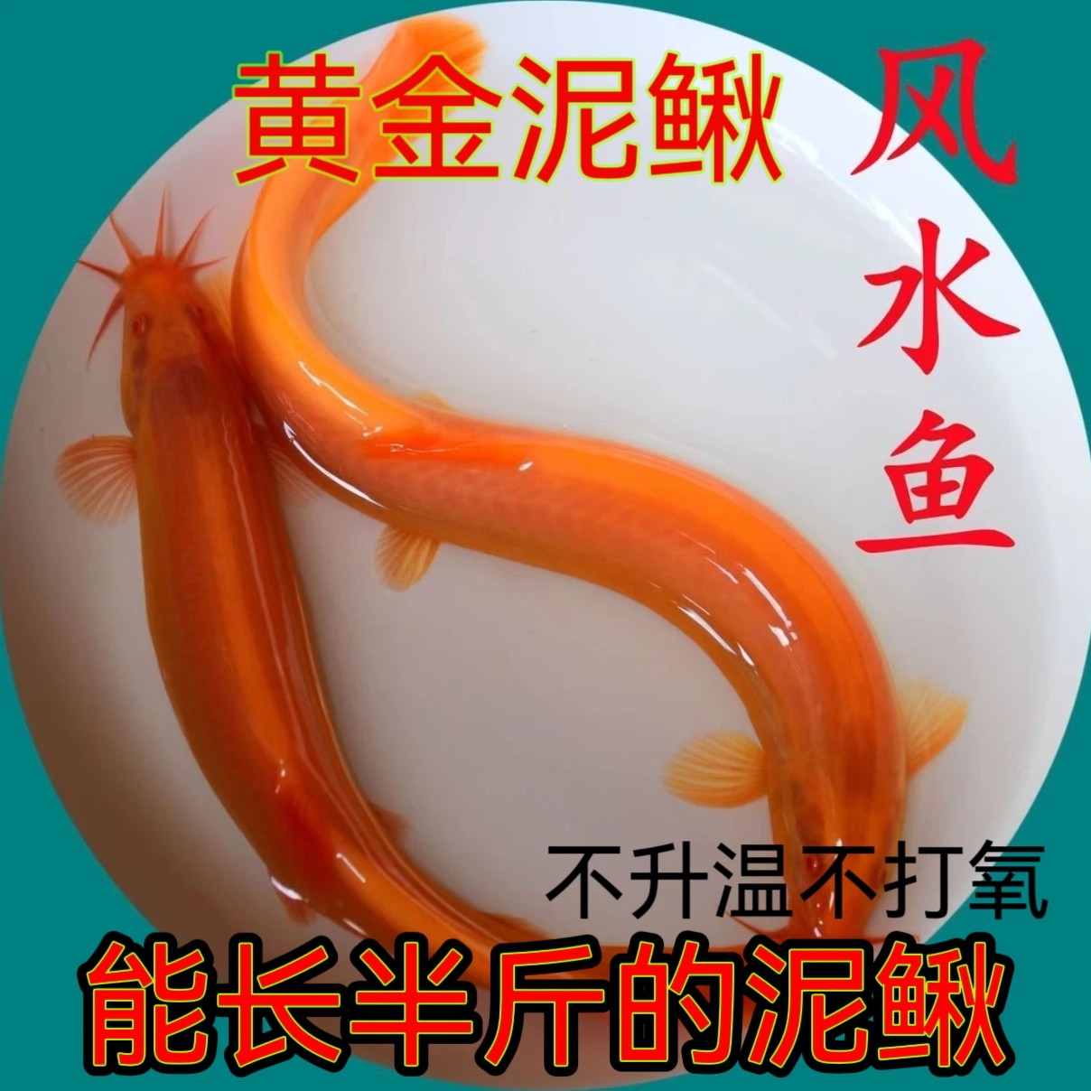 清洁黄金泥鳅不打氧观赏鱼冷水淡水鱼清道夫垃圾鱼练手耐活好养活