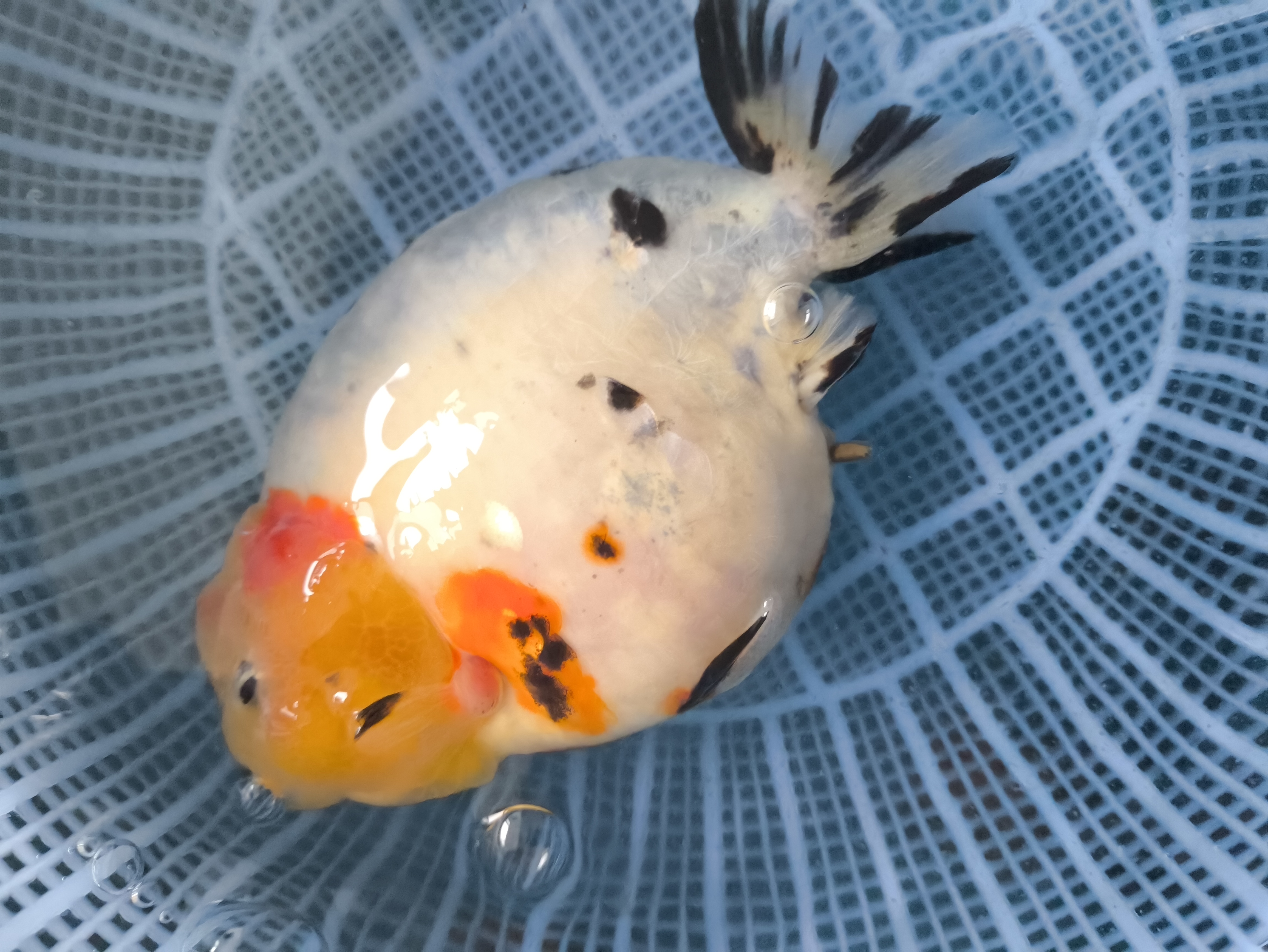 河北大体兰寿，兰寿金鱼