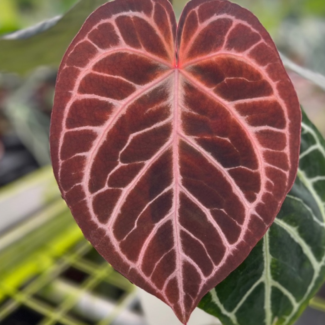 小颖绿植水晶花烛一物一拍热植漂亮（专拍链接）