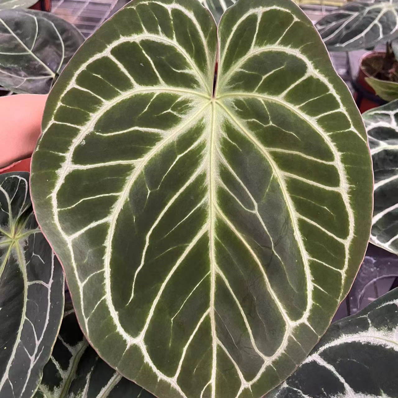 【小颖绿植】水晶花烛直播一物一拍观叶植物美观链接实物