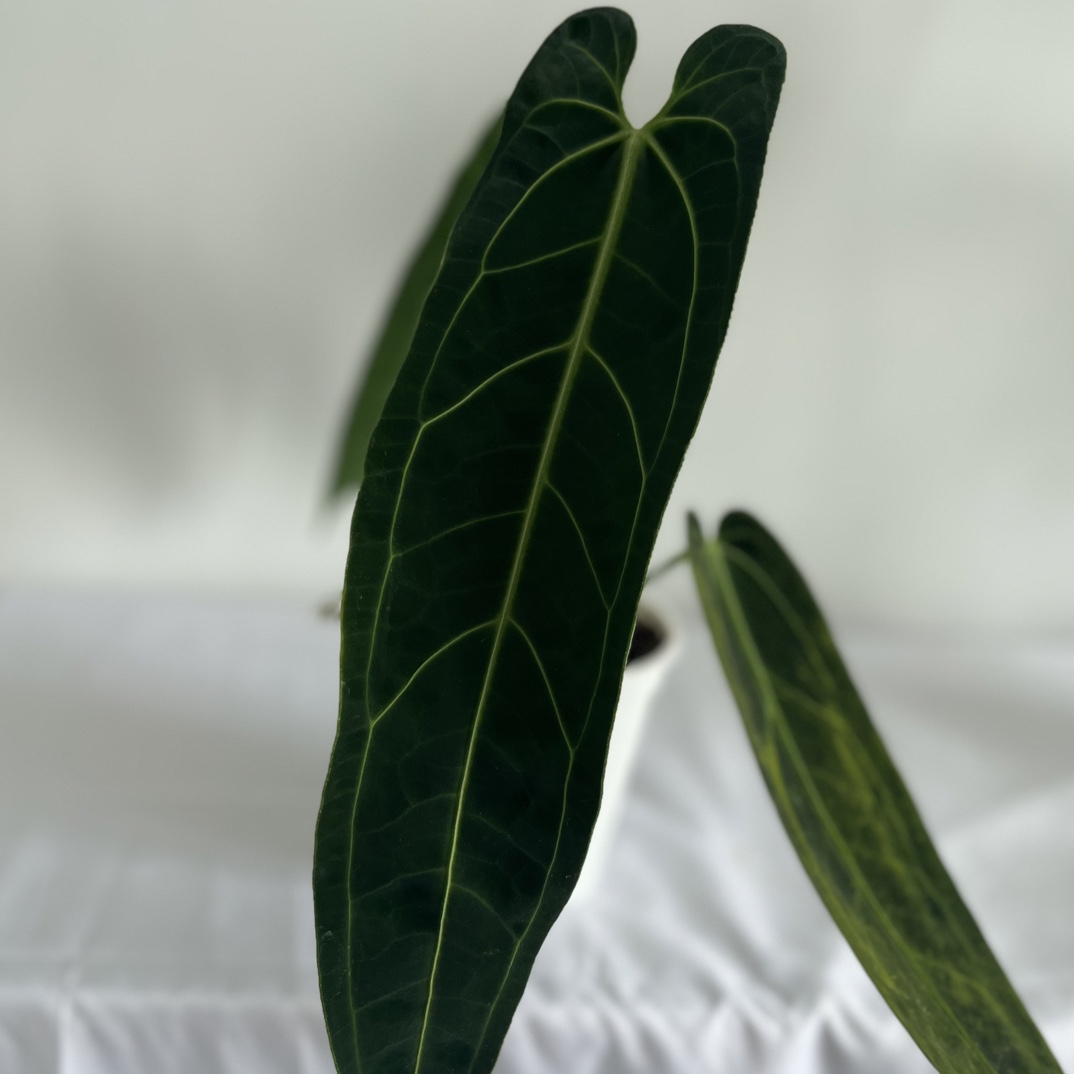 【小颖绿植】水晶花烛直播一物一拍观叶植物美观链接实物