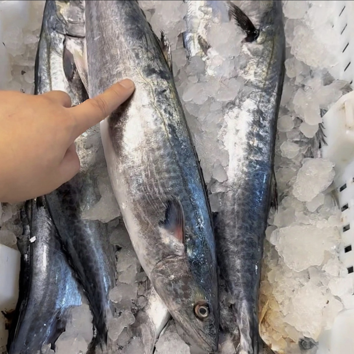 冷冻冰鲜马鲛鱼炸鱼