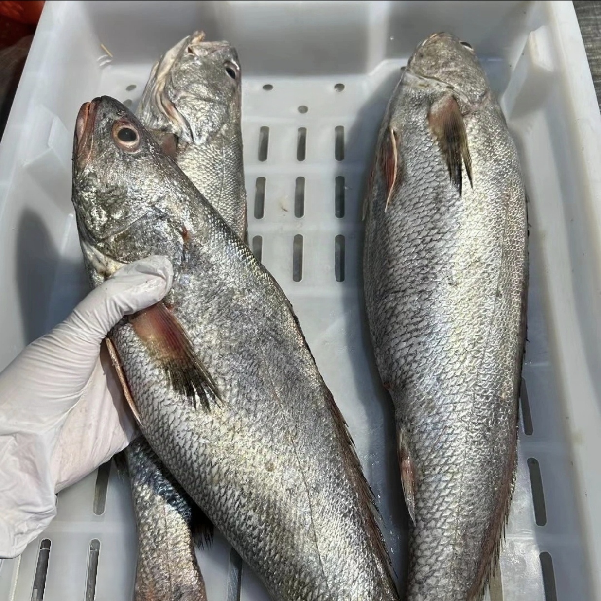 冰冻野生米鱼炸鱼