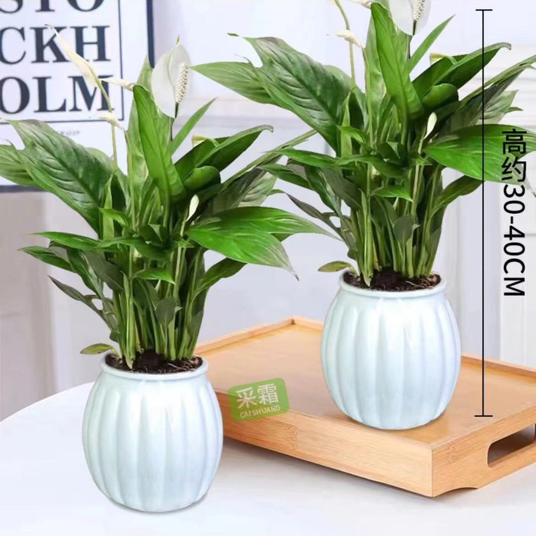 【買一送一】一帆風順白掌室內辦公桌茶几淨化空氣植物盆栽隨機常青