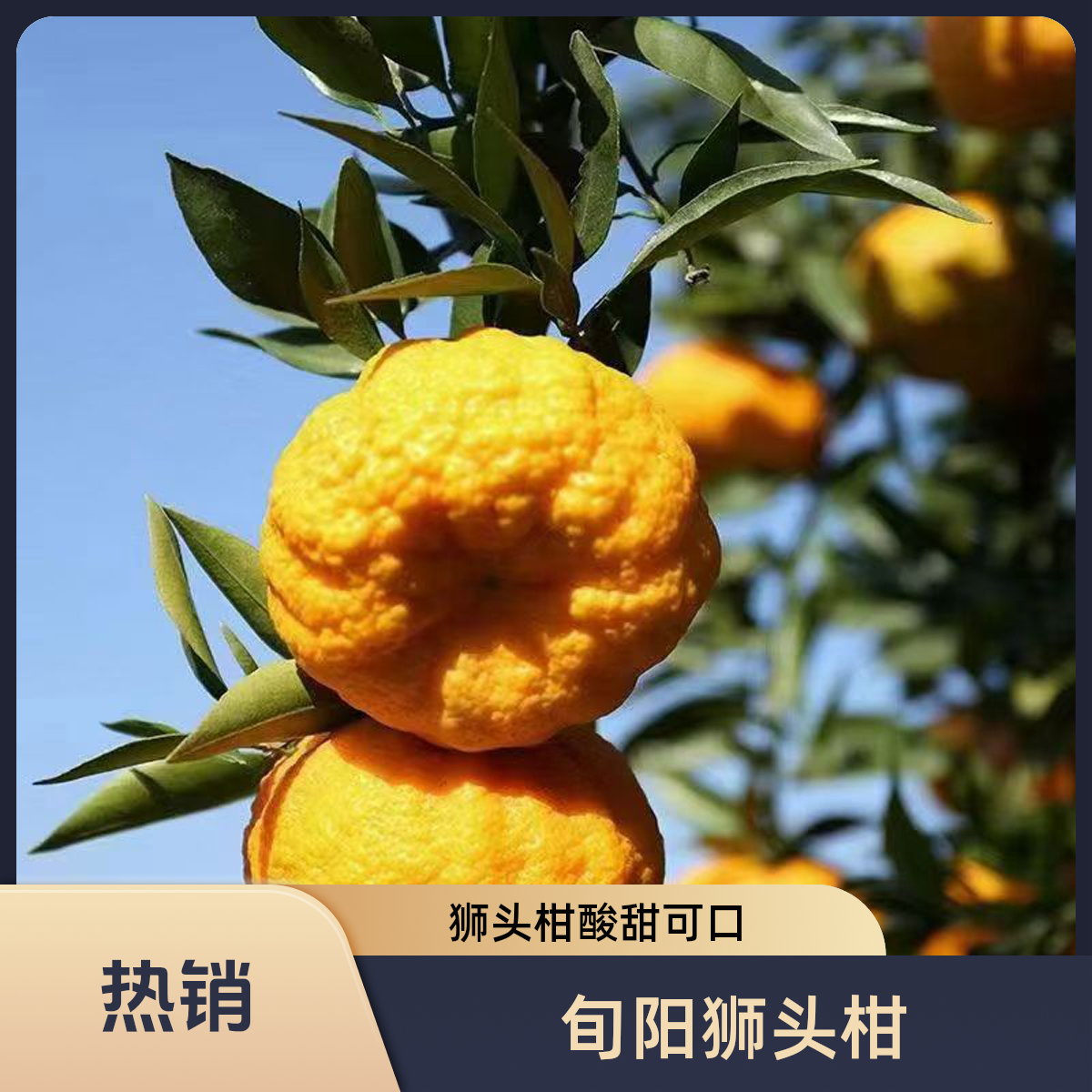 陕西旬阳特产旬阳狮头柑（中大果）新鲜发货当季应季水果