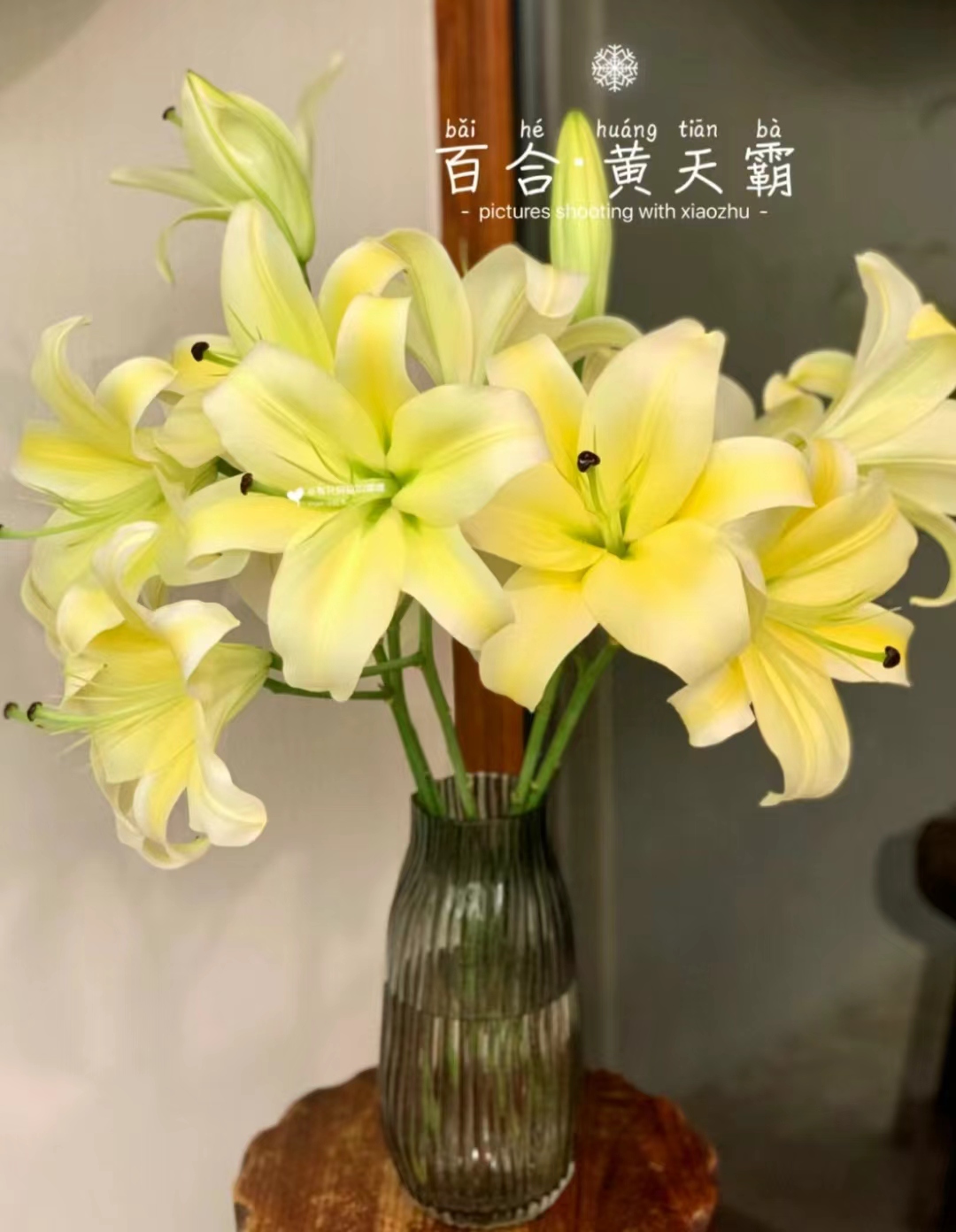 （黄天霸）夏季香水百合香味浓郁花期长东北产地直发全国顺丰包邮