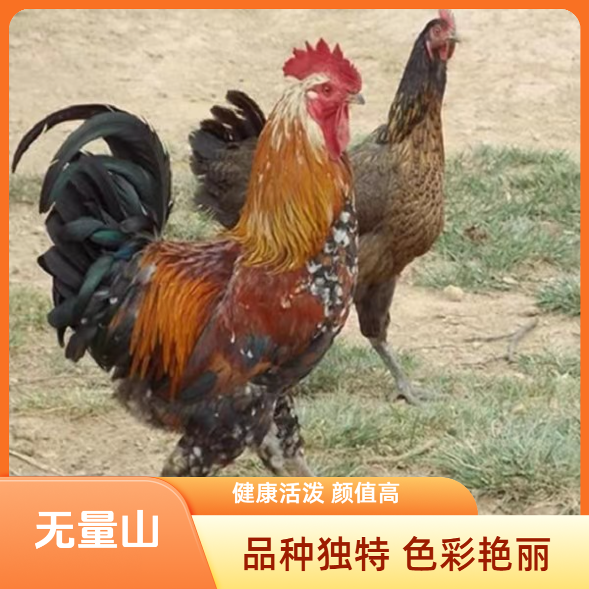 无量山土鸡：（拍6发8）多一个防路损